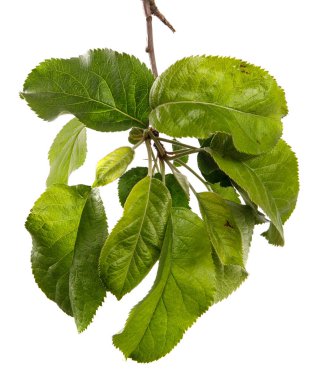 Beyaz arka planda yeşil yapraklı elma ağacı dalı