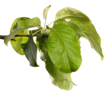 Beyaz arka planda yeşil yapraklı elma ağacı dalı