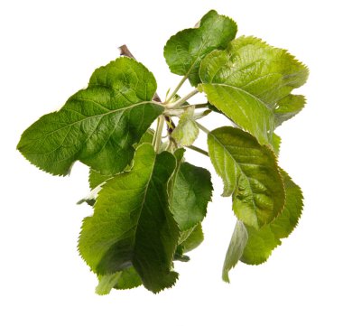 Beyaz arka planda yeşil yapraklı elma ağacı dalı