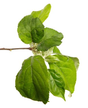 Beyaz arka planda yeşil yapraklı elma ağacı dalı