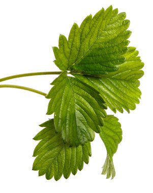 Beyaz arka planda genç çilek filizi