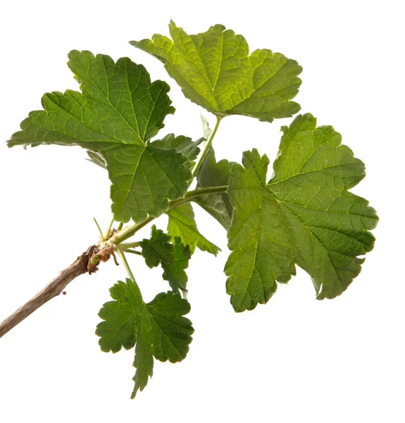 Ung Grodd Vinbär Med Gröna Blad Vit Bakgrund — Stockfoto