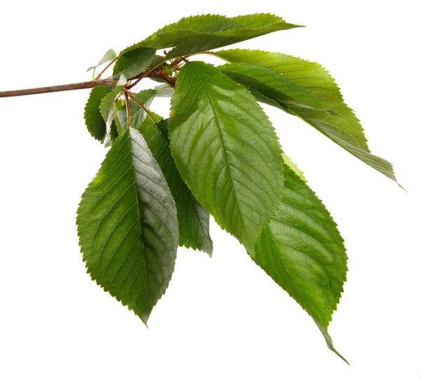 Kersentak Met Groene Bladeren Een Witte Achtergrond — Stockfoto