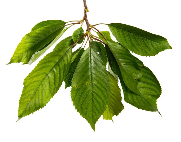 Kirschzweig Mit Grünen Blättern Auf Weißem Hintergrund — Stockfoto