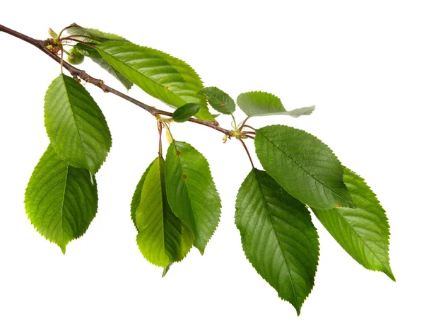 Kirschzweig Mit Grünen Blättern Auf Weißem Hintergrund — Stockfoto