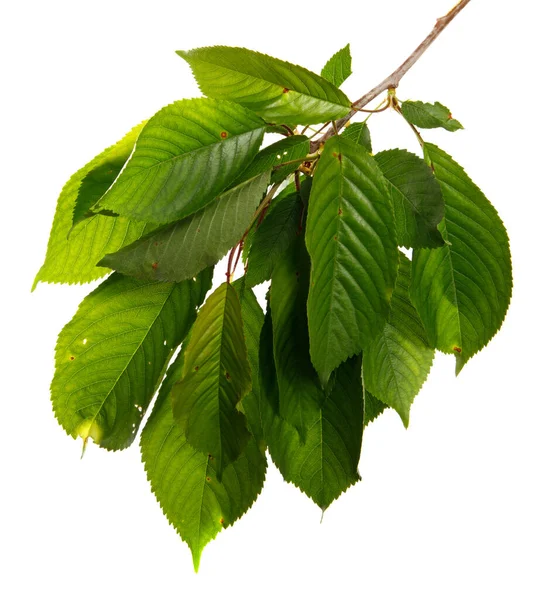 Kersentak Met Groene Bladeren Een Witte Achtergrond — Stockfoto