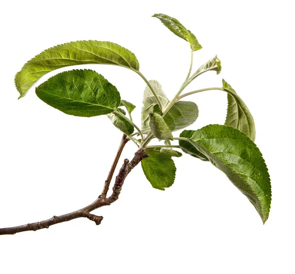 Gałąź Jabłoni Zielonymi Liśćmi Białym Tle — Zdjęcie stockowe