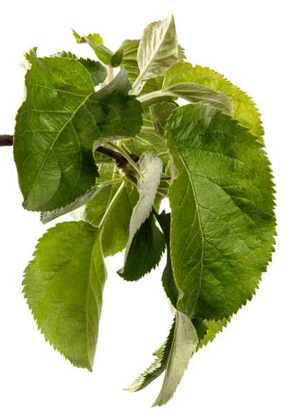 Гілка Яблуні Зеленим Листям Білому Тлі — стокове фото