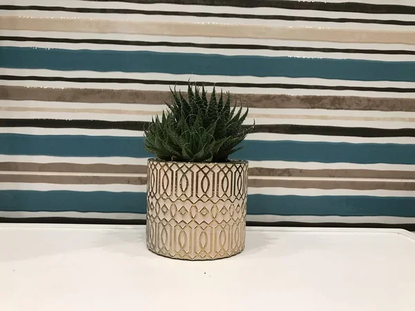 Succulent Dans Pot Élégant Intérieur — Photo