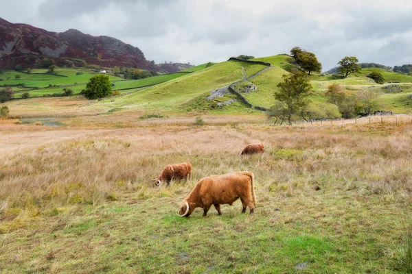 Highland szarvasmarha legeltetés a Lake District — Stock Fotó