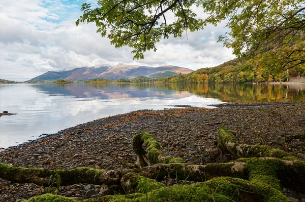 Raíces de árboles musgosos en la orilla del agua Derwent en otoño — Foto de Stock