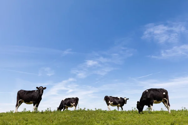 Four cows grazing in field — Stock Photo, Image