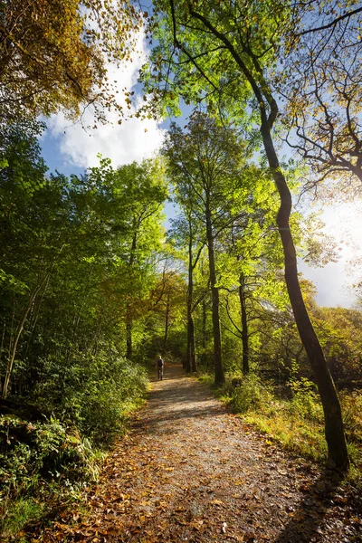 Autumnal Woodland Path in The Lake District — Stock Photo, Image