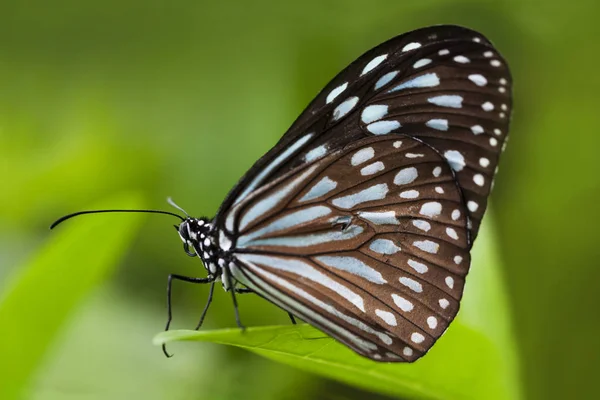 Mariposa tigre azul sobre una hoja —  Fotos de Stock