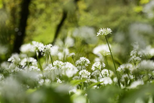 Divoký česnek roste v lesy v britském — Stock fotografie