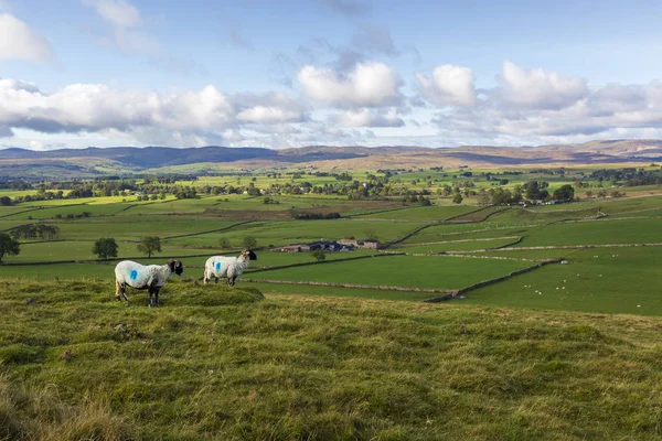 Hill Farm and Countryside Around Orton Near Penrith in Cumbria, — Stock Photo, Image
