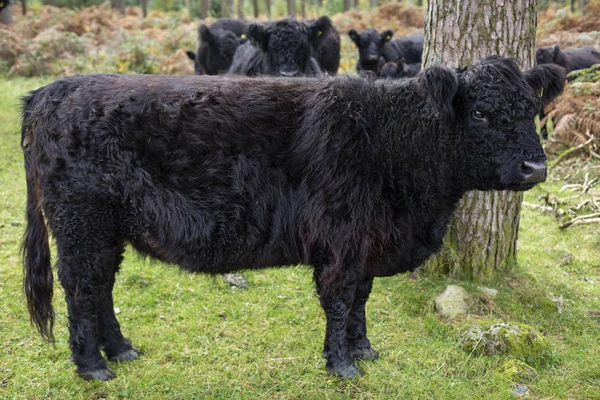 Galloway Cattle grazing in Cumbrian Woodland — ストック写真
