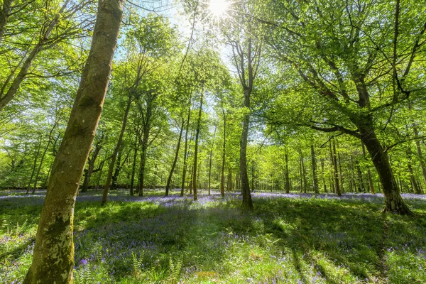 Dentro de Bluebell Wood — Foto de Stock
