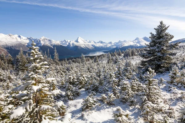 Snö täckta Fir träd på skalliga kullar, Jasper National Park, Cana — Stockfoto