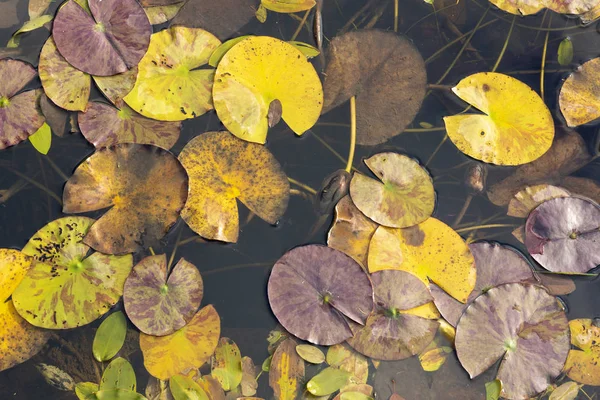 Water Lilly Leaves with Autumnal Colours — Stock Photo, Image