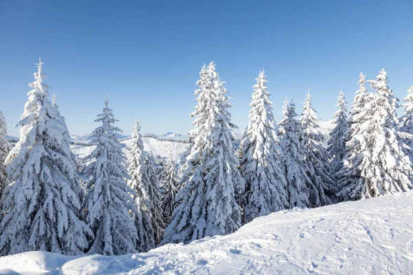 Alberi Abete Ricoperti Neve Fresca Fitta Les Gets Francia — Foto Stock