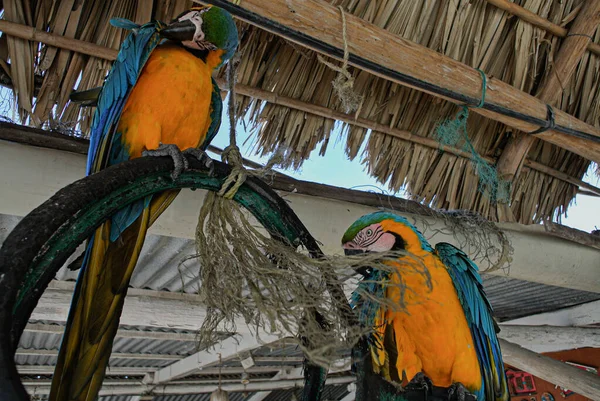 Blisko Widok Dwóch Niebieskich Żółtych Papug Okoniu — Zdjęcie stockowe
