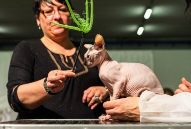 İtalya 'da Uluslararası Kedi Sergisi