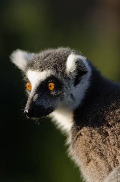 Gros Plan Sur Lémurien Queue Cerclée Madagascar — Photo