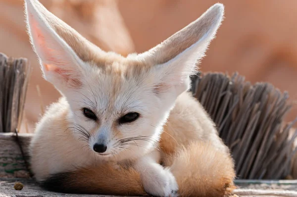 A close view of a desert fox / fennec fox in the Sahara desert, Tunisia