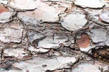 Çam kabuğuna yakın.