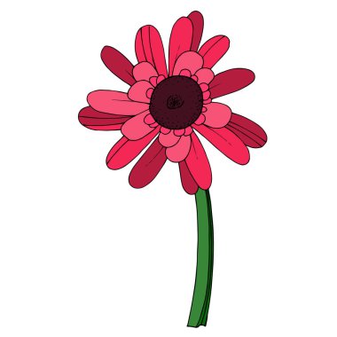 Vektör Gerbera çiçekli botanik çiçeği. Siyah ve beyaz oymalı