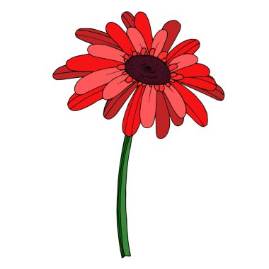 Vektör Gerbera çiçekli botanik çiçeği. Siyah ve beyaz oymalı