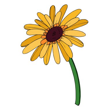 Vektör Gerbera çiçekli botanik çiçeği. Siyah ve beyaz oymalı