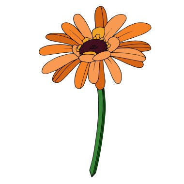 Vektör Gerbera çiçekli botanik çiçeği. Siyah ve beyaz oymalı