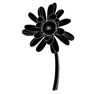 Vektör Gerbera çiçekli botanik çiçeği. Siyah ve beyaz oymalı