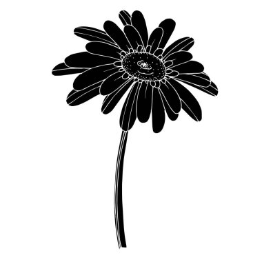 Vektör Gerbera çiçekli botanik çiçeği. Siyah ve beyaz oymalı