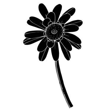 Vektör Gerbera çiçekli botanik çiçeği. Siyah ve beyaz oymalı