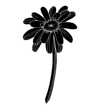 Vektör Gerbera çiçekli botanik çiçeği. Siyah ve beyaz oymalı