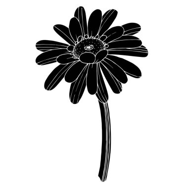 Vektör Gerbera çiçekli botanik çiçeği. Siyah ve beyaz oymalı