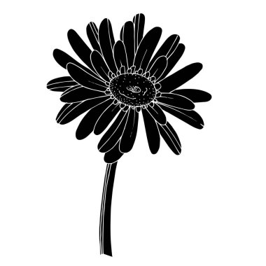 Vektör Gerbera çiçekli botanik çiçeği. Siyah ve beyaz oymalı
