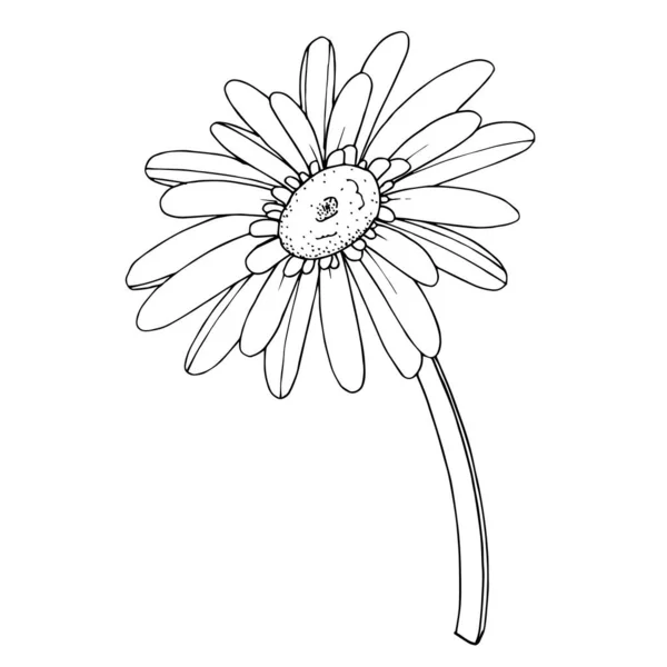 Vector Gerbera flor botánica floral. Grabado en blanco y negro — Archivo Imágenes Vectoriales