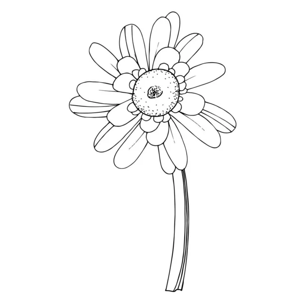 Vector Gerbera floral botanical flower. Black and white engraved — Stock Vector