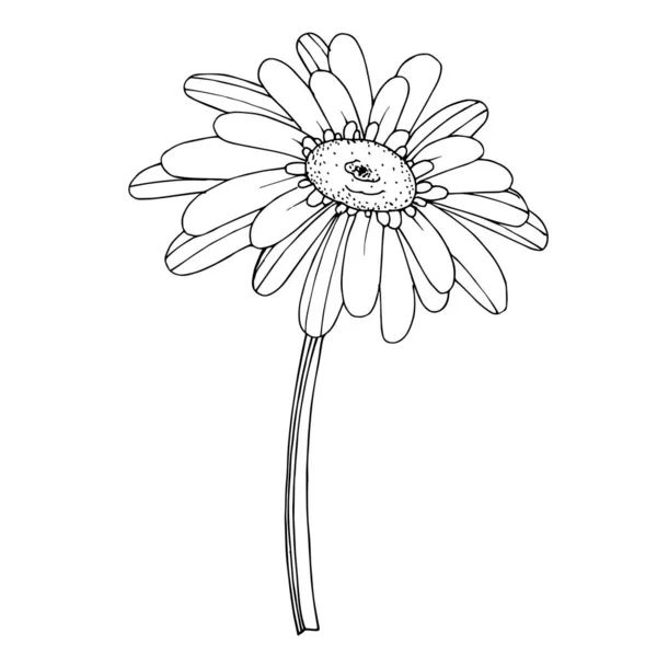 Gerbera vektor virágos botanikai virág. Fekete-fehér vésett — Stock Vector