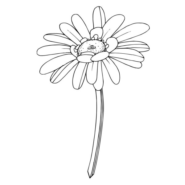 Vector Gerbera floral botanical flower. Black and white engraved