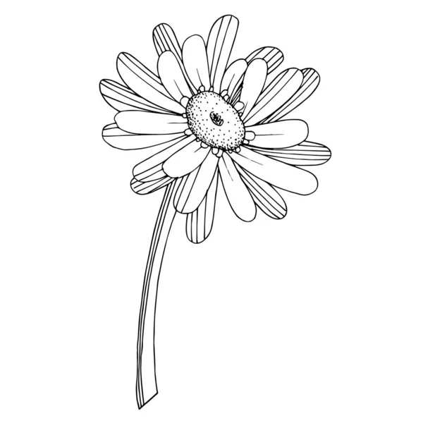 Vettore Gerbera fiore botanico floreale. Bianco e nero inciso — Vettoriale Stock