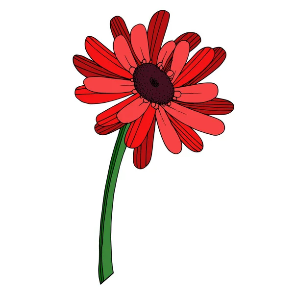 Vector Gerbera flor botánica floral. Grabado en blanco y negro — Archivo Imágenes Vectoriales