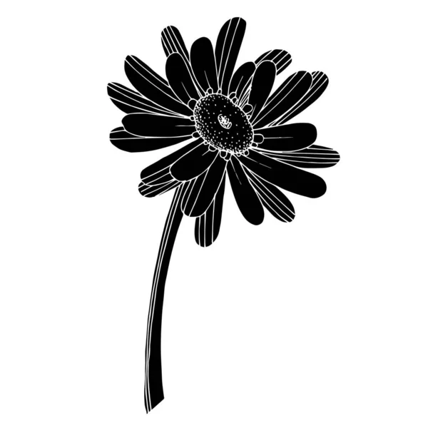 Vector Gerbera floral botanical flower. Black and white engraved — Stock Vector