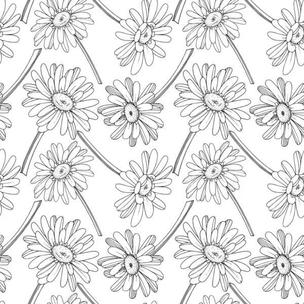 Vector Gerbera flor botânica floral. Preto e branco gravado —  Vetores de Stock