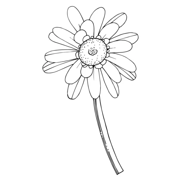 Vector Gerbera flor botánica floral. Grabado en blanco y negro — Archivo Imágenes Vectoriales