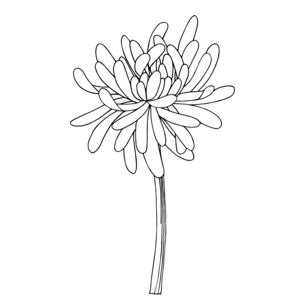Vector Chrysanthemum botanical flower. Black and white engraved ink art. Isolated chrysanthemum illustration element.